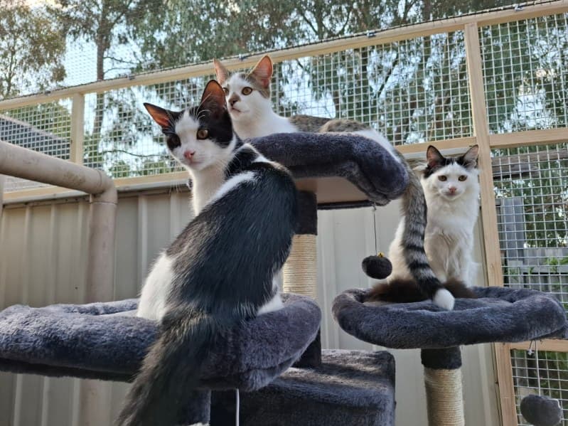 Photo of proud and relaxed cat